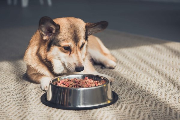 Croquettes contre aliments frais : quel est le meilleur choix pour votre chien ?