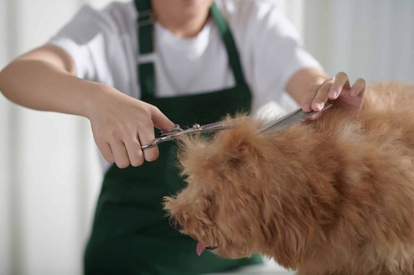 Quel salon de toilettage canin choisir à Lille ?