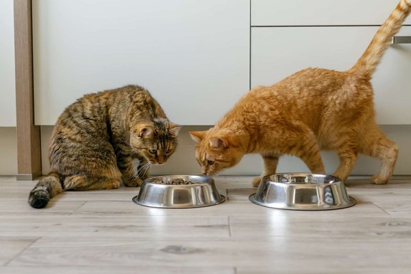 Équipement innovant pour le confort des chats